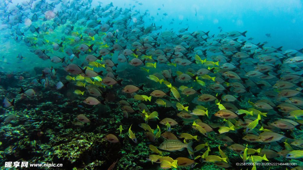 鱼群海底鱼群图片