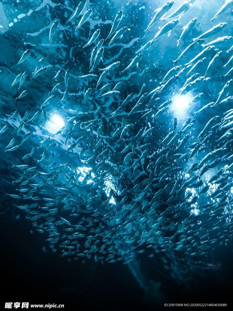 鱼群海底鱼群图片