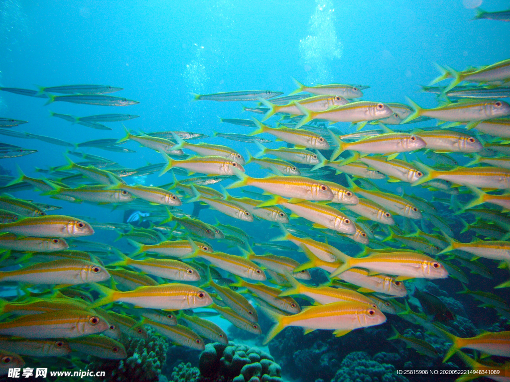 鱼群海底鱼群图片
