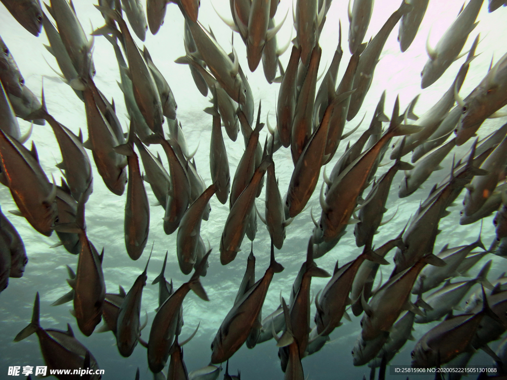 鱼群海底鱼群图片