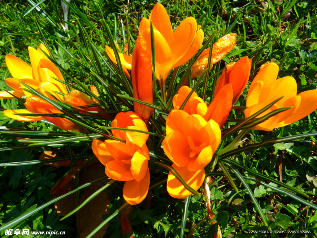 番红花藏红花图片