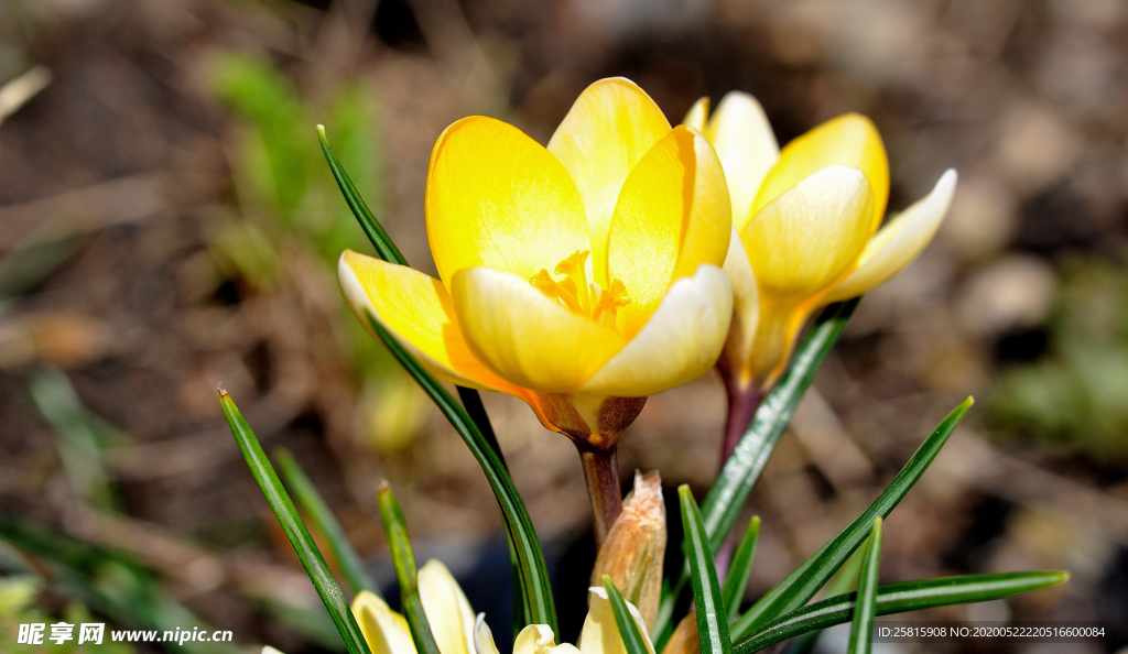 番红花藏红花图片