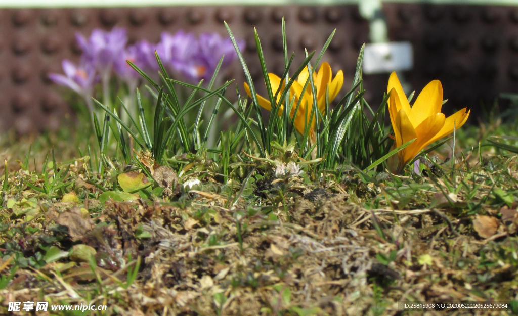 番红花藏红花图片