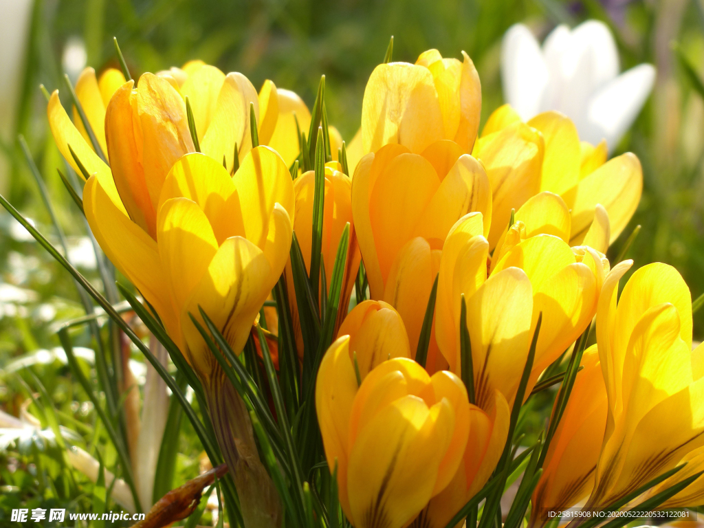 番红花藏红花图片