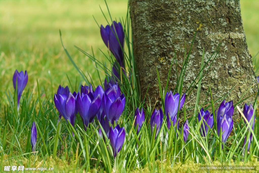 番红花藏红花图片