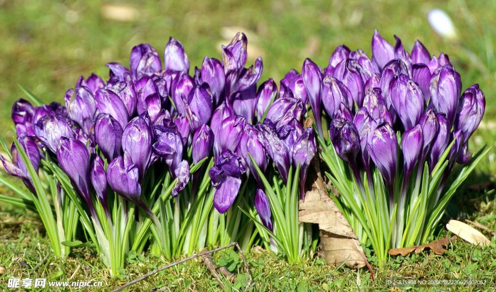 番红花藏红花图片
