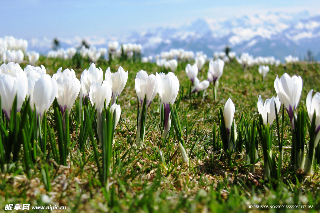 番红花藏红花图片
