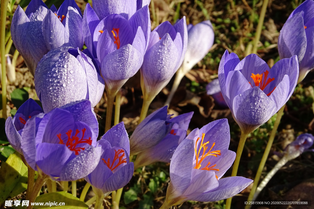 番红花藏红花图片