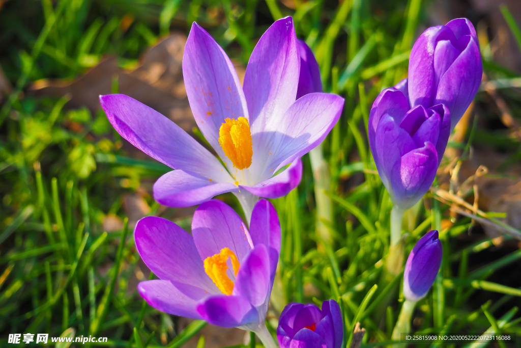 番红花藏红花图片