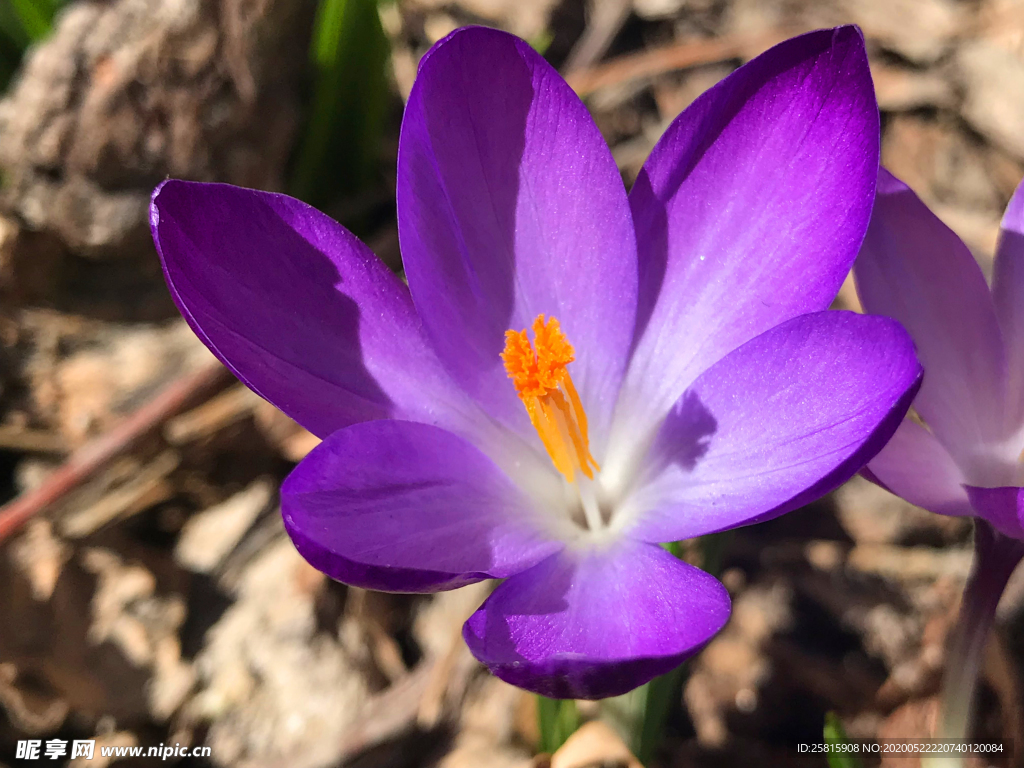番红花藏红花图片