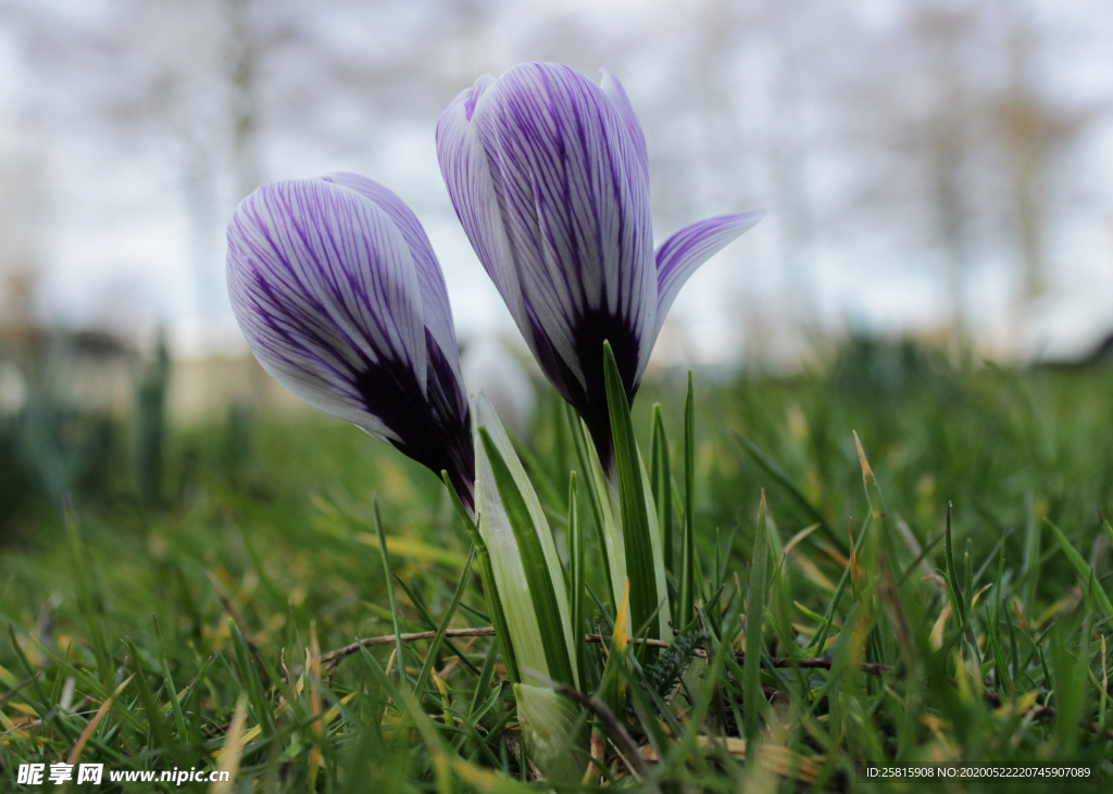 番红花藏红花图片