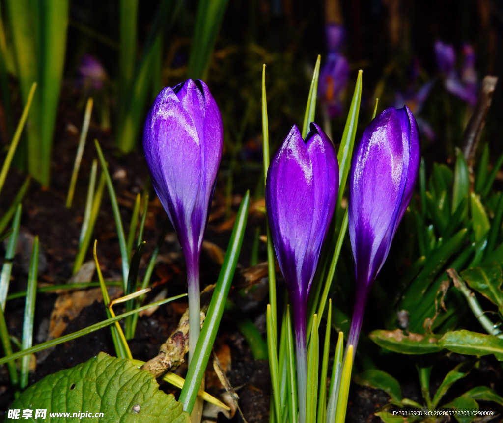 番红花藏红花图片