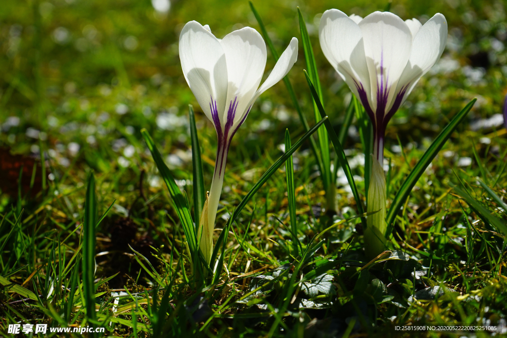 番红花藏红花图片
