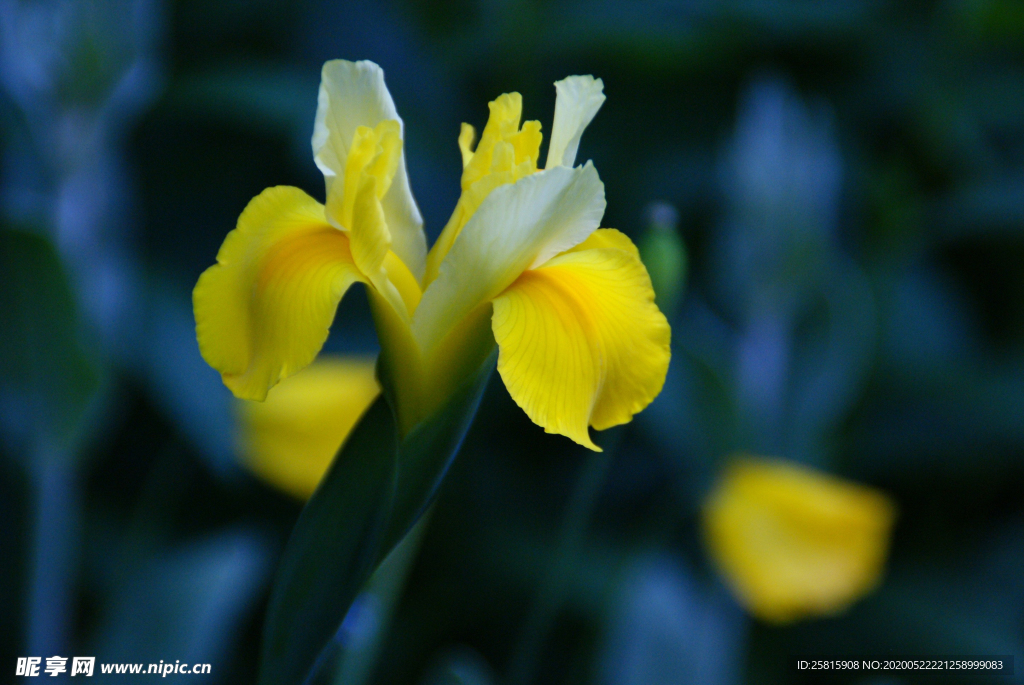 番红花藏红花图片