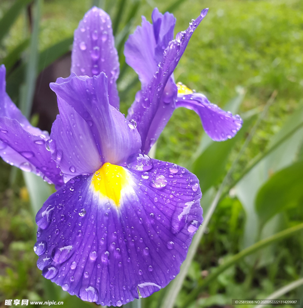 鸢尾花唯美图片
