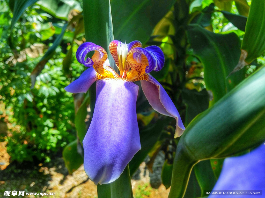 鸢尾花唯美图片