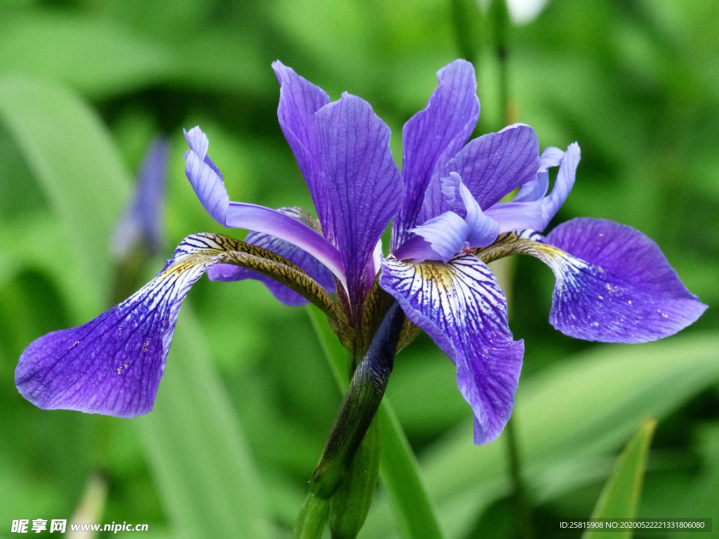 鸢尾花唯美图片