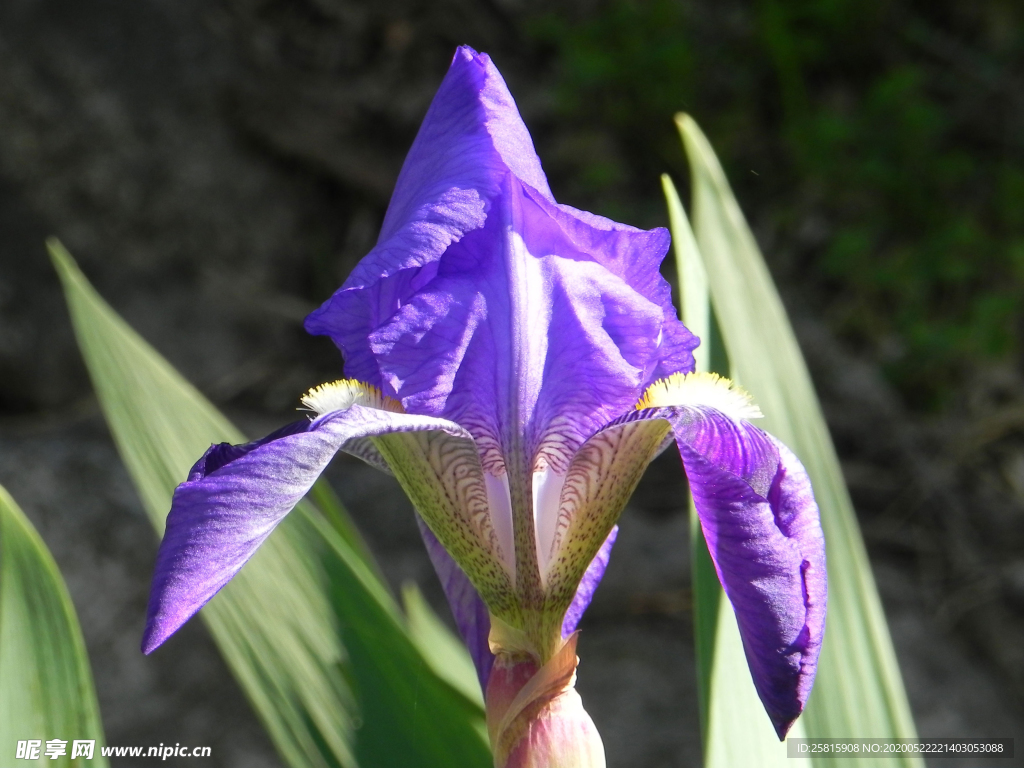 鸢尾花唯美图片