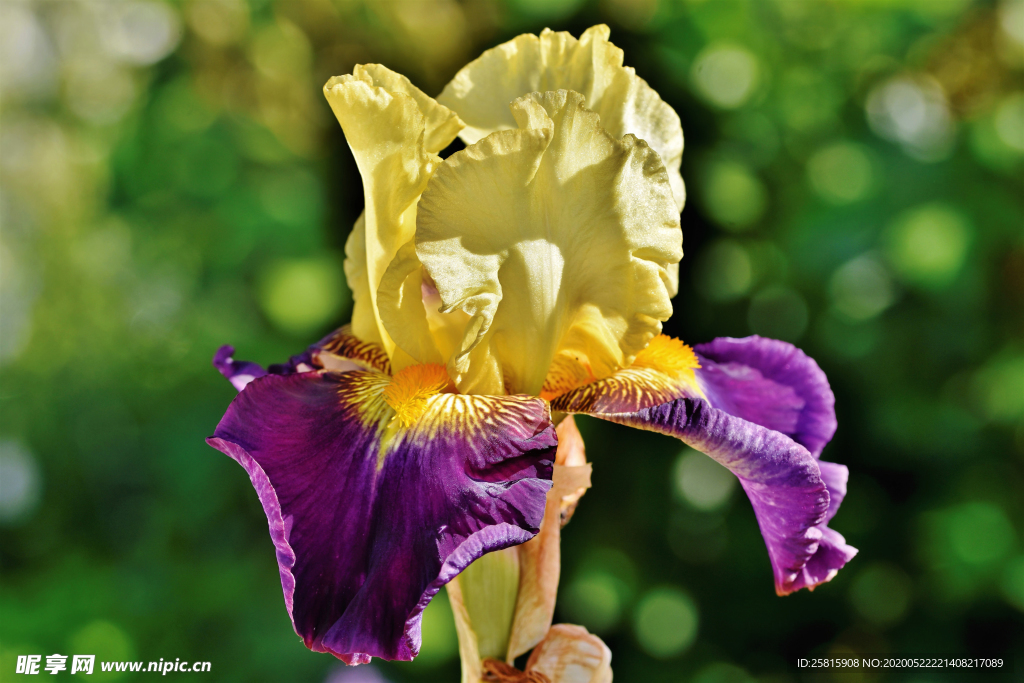 鸢尾花唯美图片