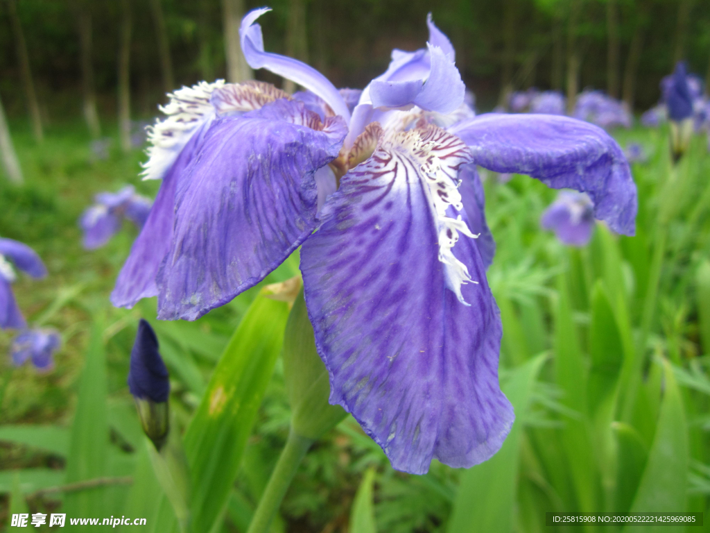 鸢尾花唯美图片