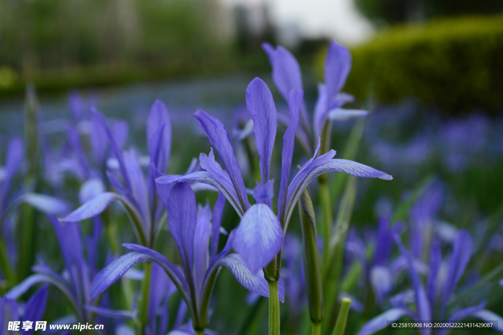 鸢尾花唯美图片