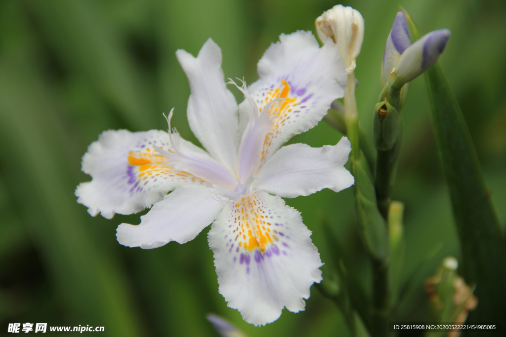 鸢尾花唯美图片