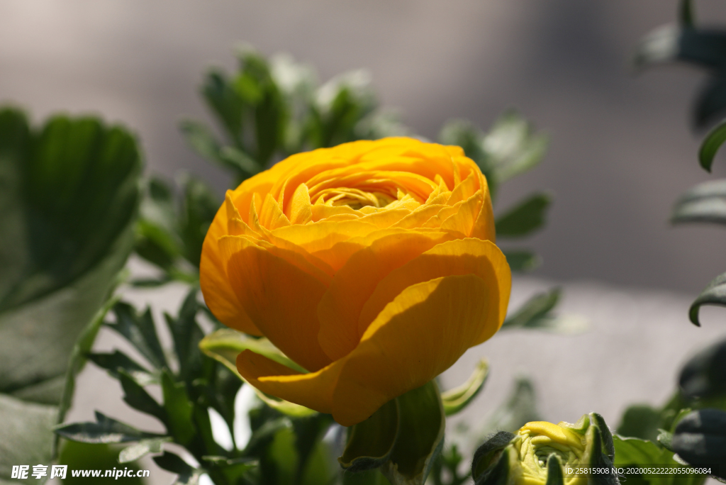 花毛茛盛开图片