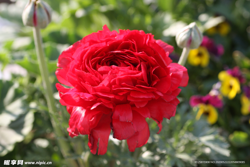 花毛茛盛开图片