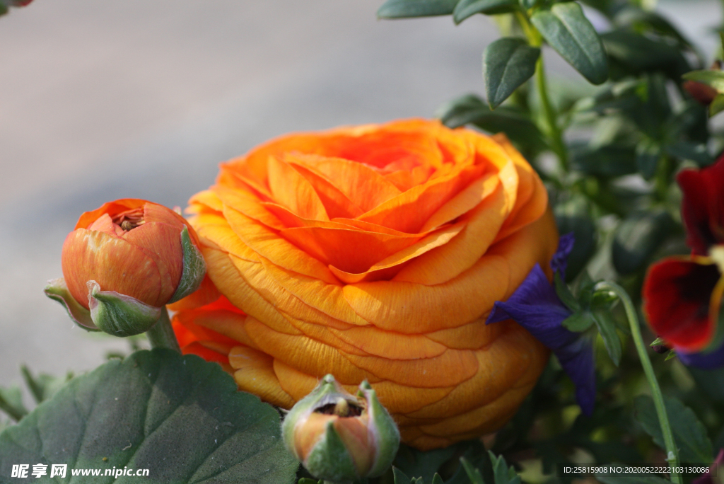 花毛茛盛开图片