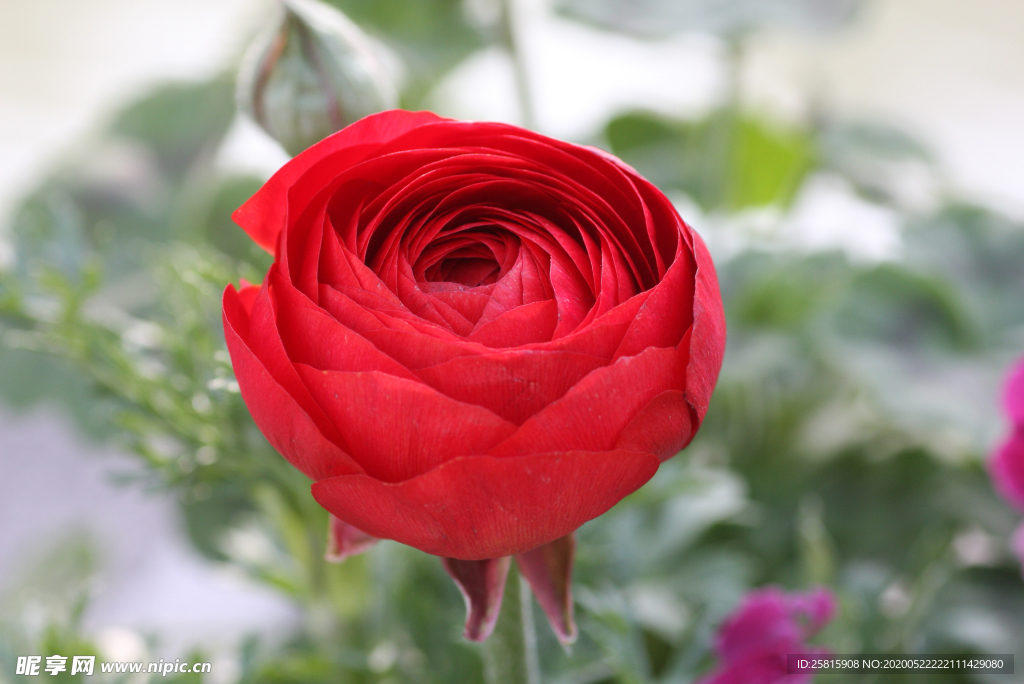 花毛茛盛开图片