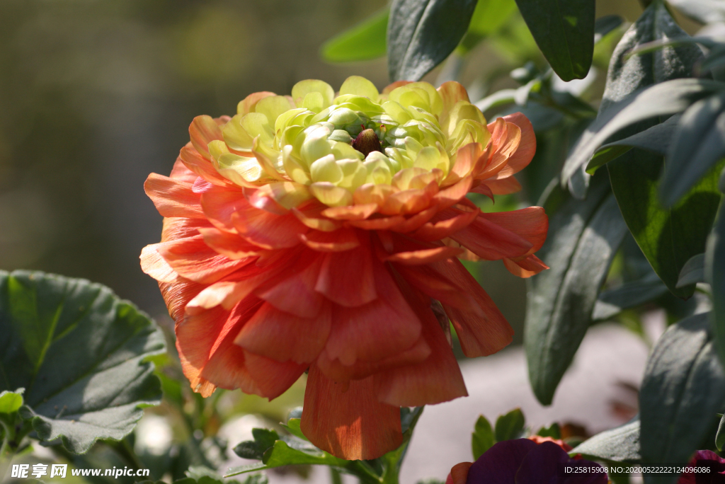 花毛茛盛开图片