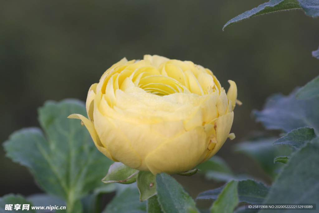 花毛茛盛开图片