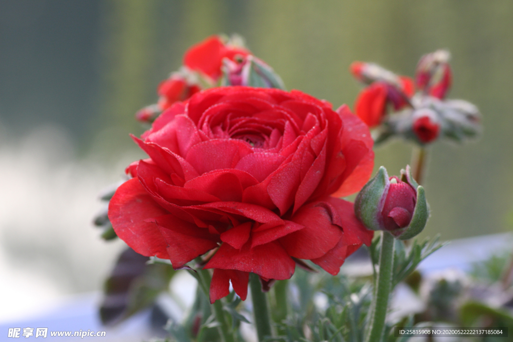 花毛茛盛开图片