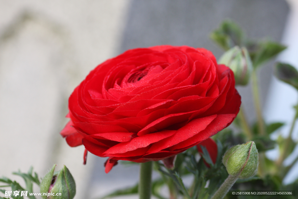 花毛茛盛开图片