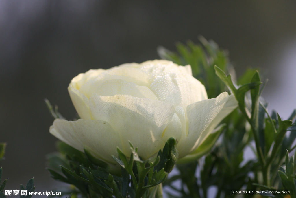 花毛茛盛开图片