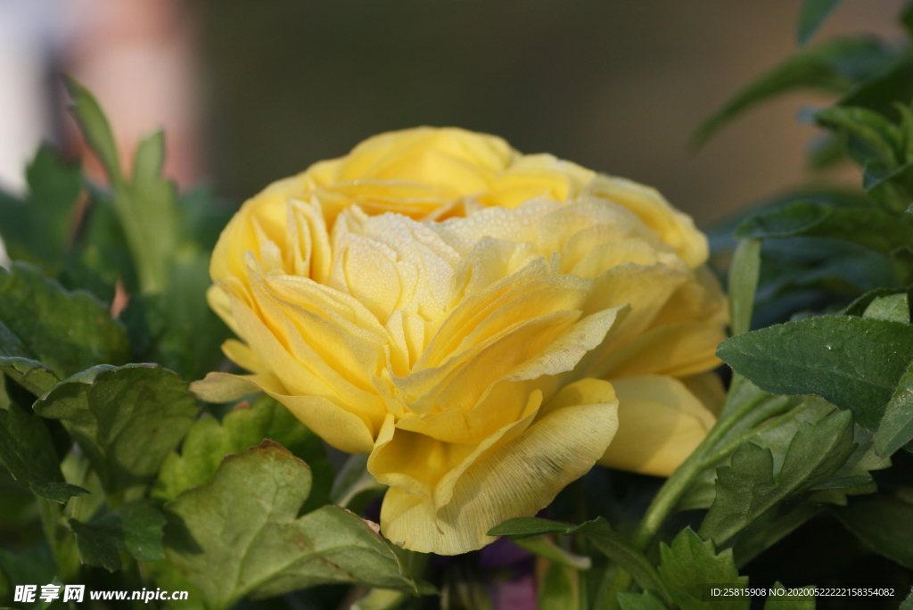 花毛茛盛开图片