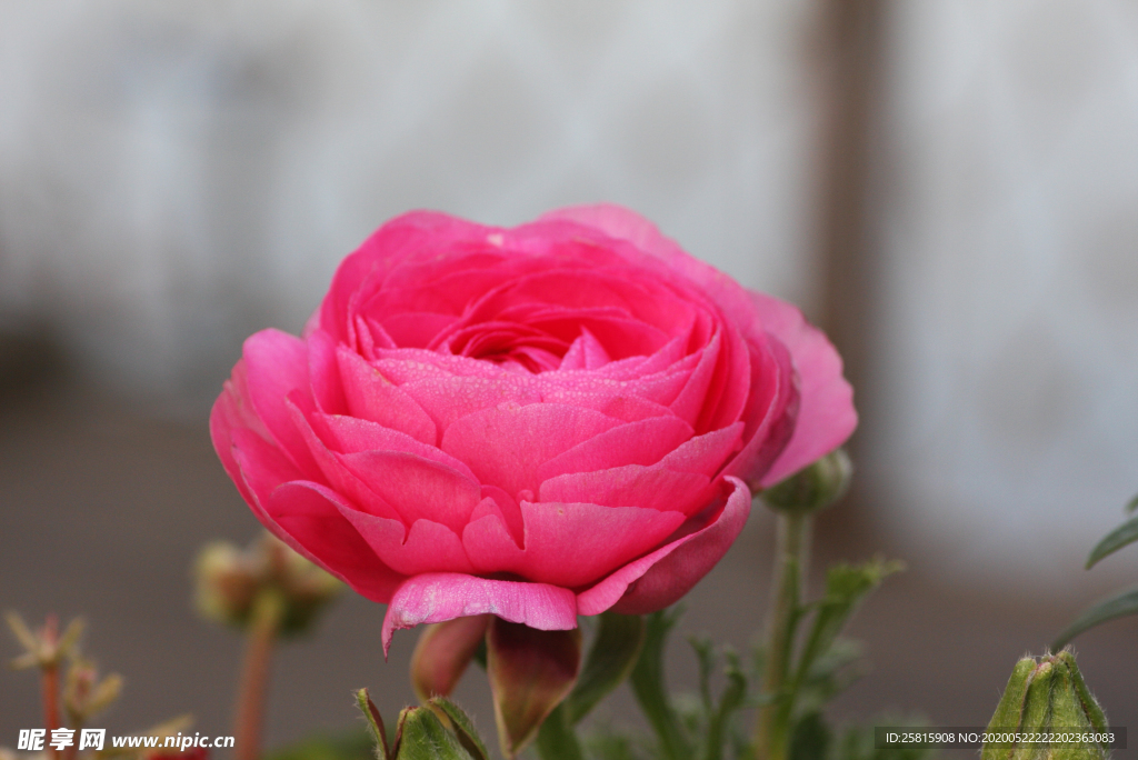 花毛茛盛开图片
