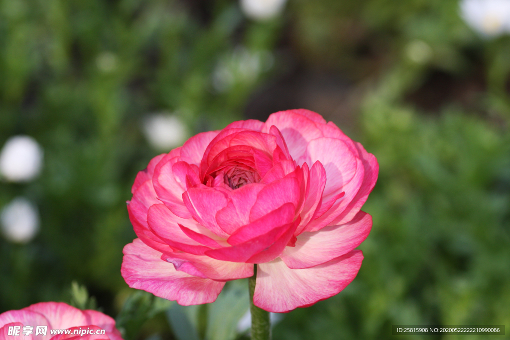 花毛茛盛开图片