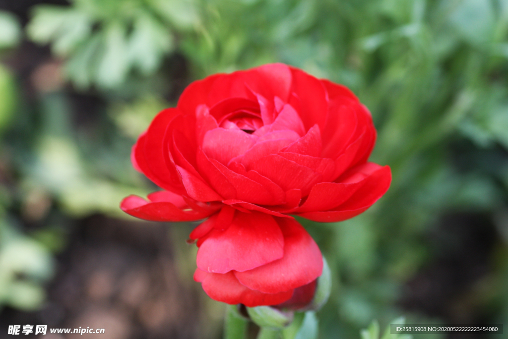花毛茛盛开图片