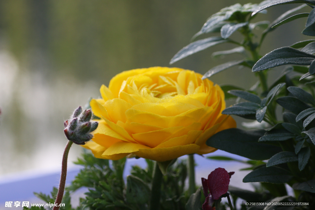 花毛茛盛开图片