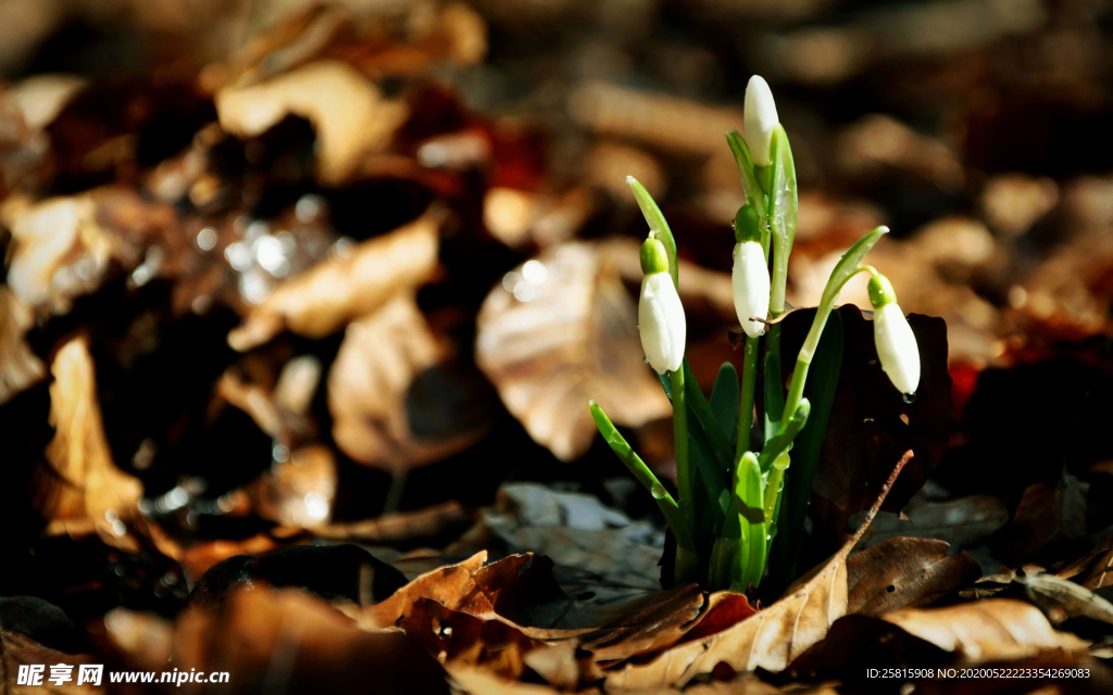 雪花莲唯美图片