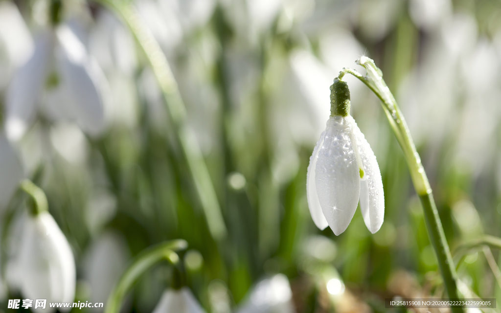 雪花莲唯美图片