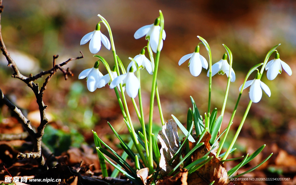 雪花莲唯美图片