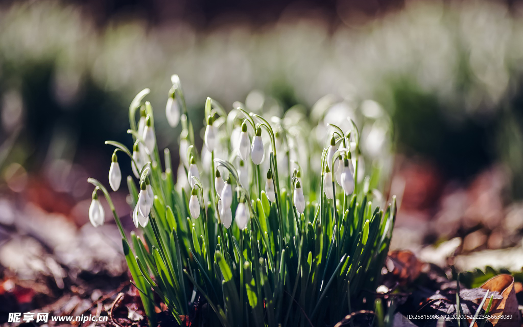雪花莲唯美图片
