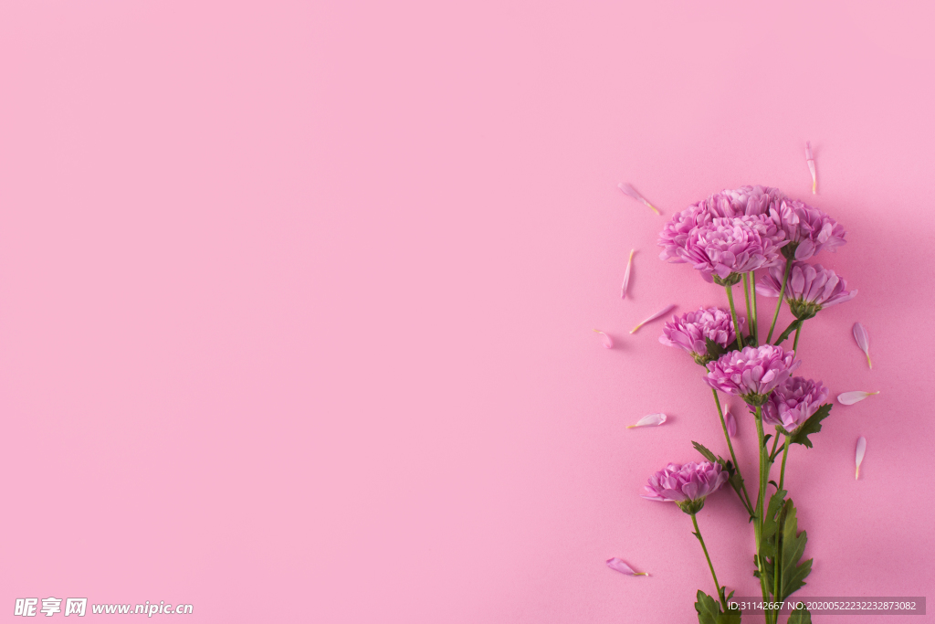 粉色菊花背景图片