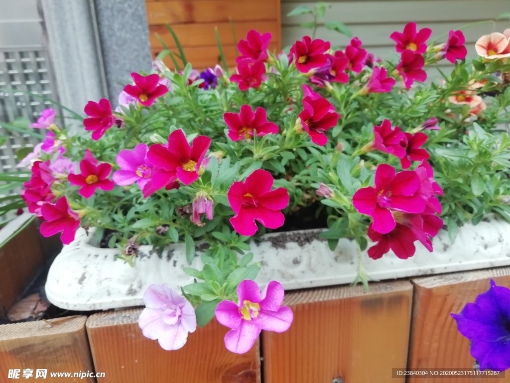 花色艳丽的碧冬茄