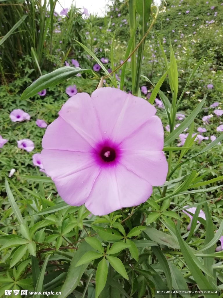 五爪金龙花  牵牛花