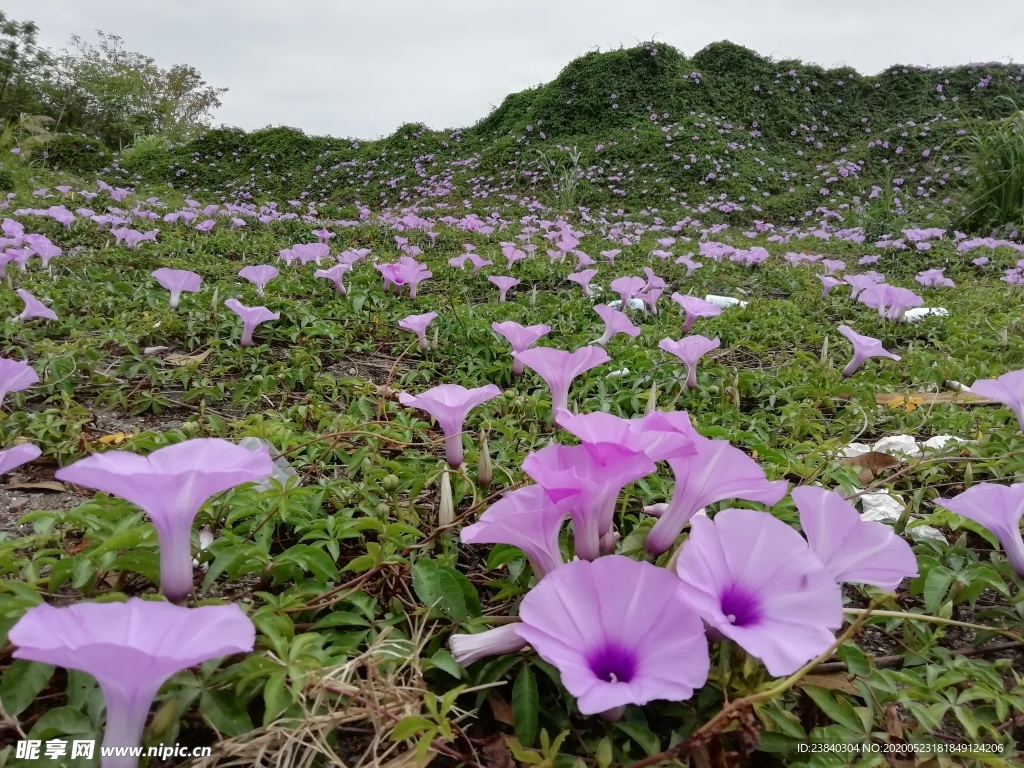 满山遍野牵牛花
