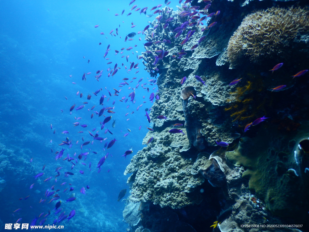 鱼群海底鱼群图片