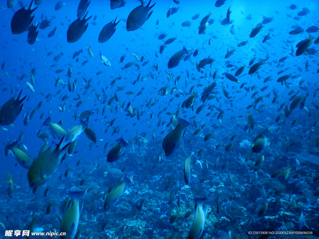 鱼群海底鱼群图片